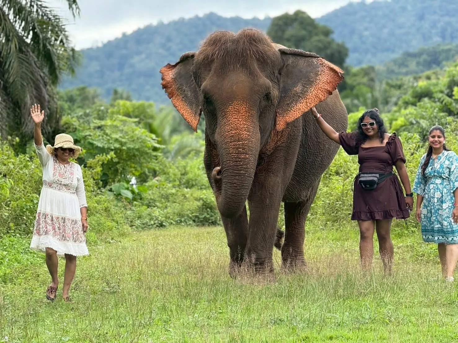ถ่ายรูปกับช้างกลางทุ่งหญ้า