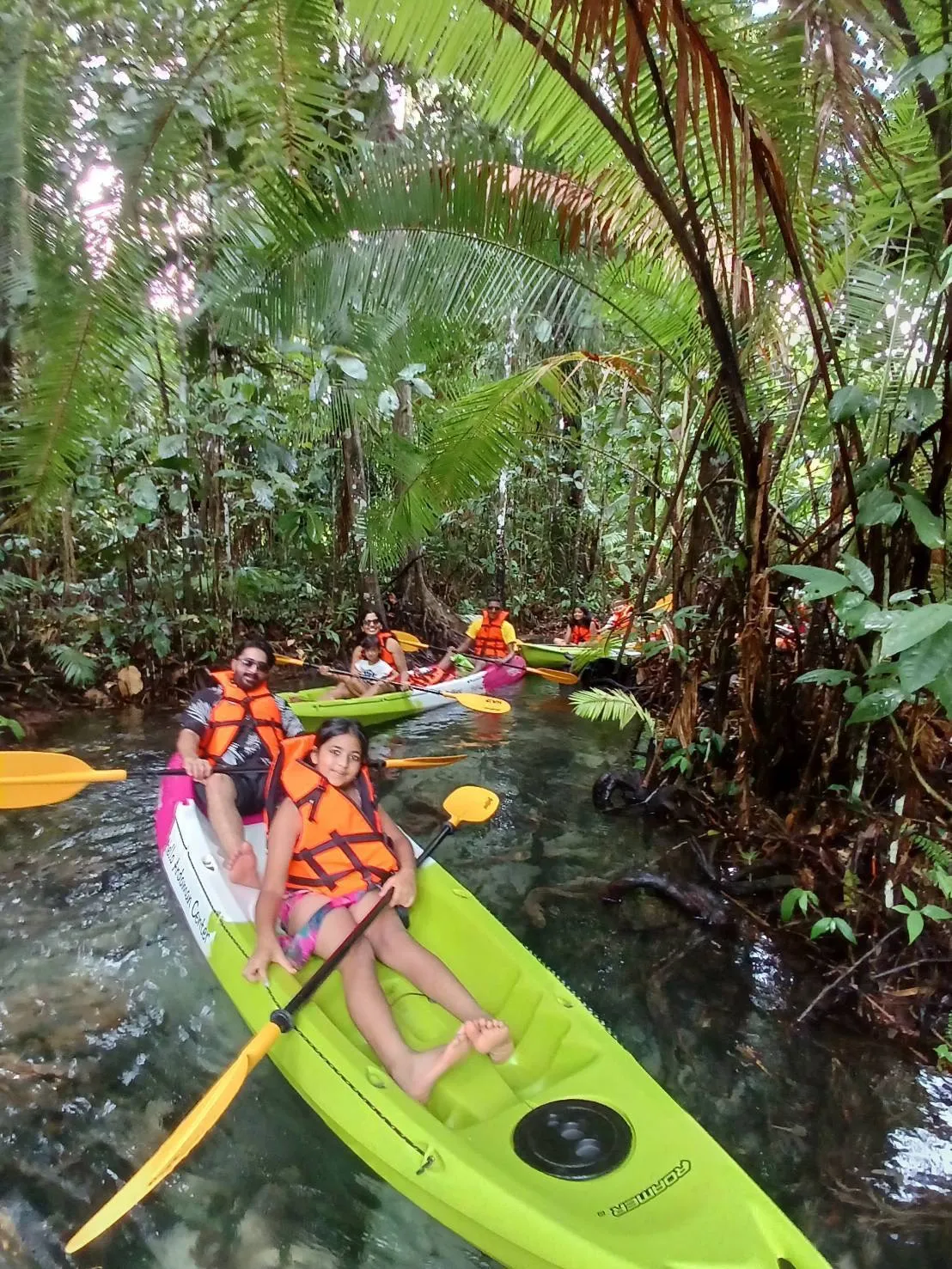 ครอบครัวพายคายัคในป่าชายเลน